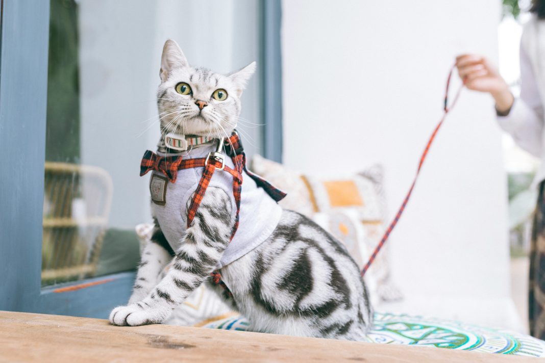 best pet grooming Dubai