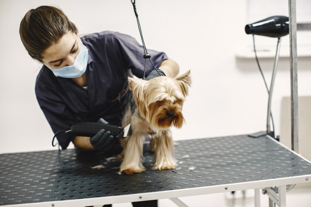 Signs Your Pet Needs The Best Pet Grooming Dubai Services