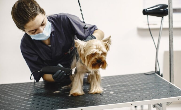 Signs Your Pet Needs The Best Pet Grooming Dubai Services